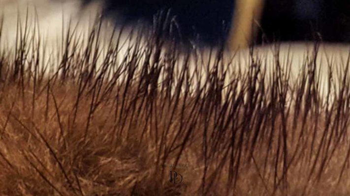 despinzar abrigo vison 3